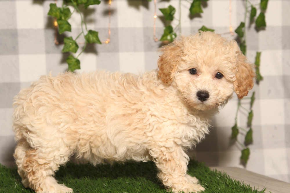 Rory - Cream Male Poochon Puppy - Image 4