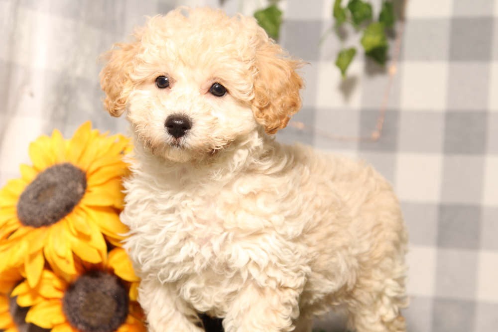 Rory - Cream Male Poochon Puppy - Image 3