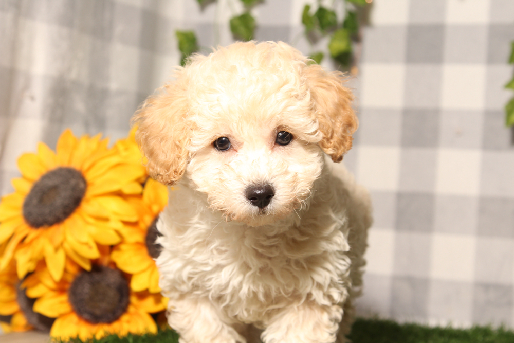 Rory - Cream Male Poochon Puppy - Image 2