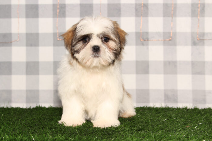 Rosco - Bright-eyed Brindle Male Teddy Bear Puppy