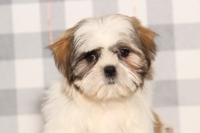 Rosco - Bright-eyed Brindle Male Teddy Bear Puppy - Image 3