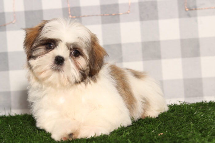 Rosco - Bright-eyed Brindle Male Teddy Bear Puppy - Image 2