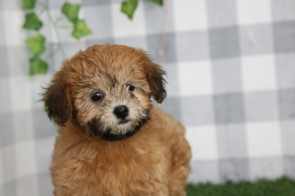 Rosita - Red Female Shih Poo Puppy - Image 4