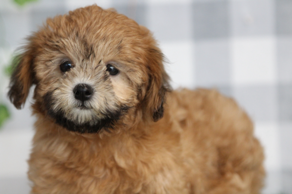 Rosita - Red Female Shih Poo Puppy - Image 3