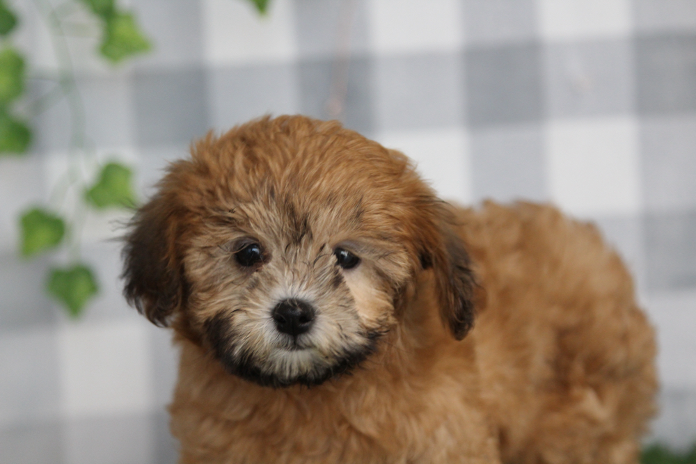 Rosita - Red Female Shih Poo Puppy - Image 2