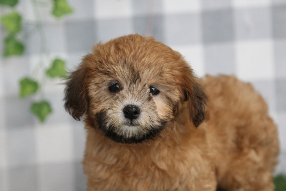 Rosita - Red Female Shih Poo Puppy