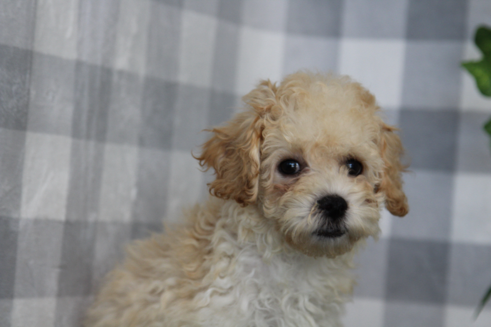 Ruben - Cream Male Poochon Puppy - Image 2