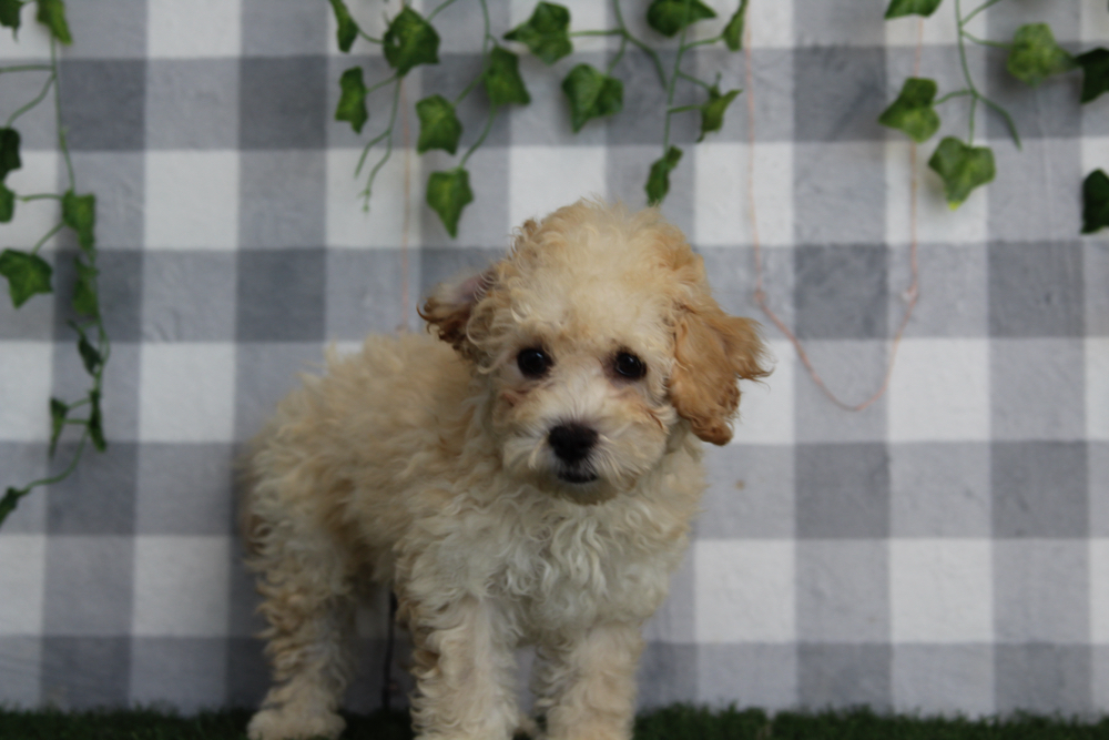 Ruben - Cream Male Poochon Puppy