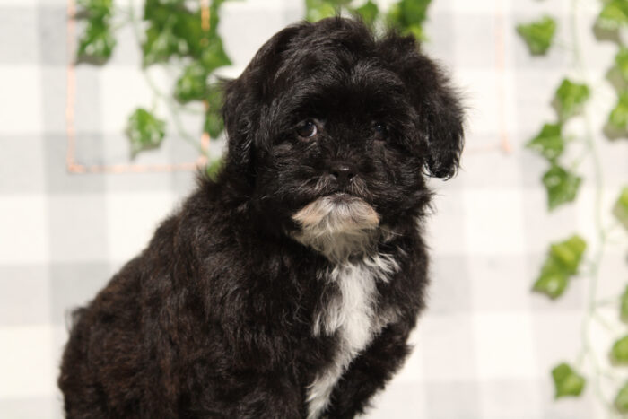 Rudy - Intelligent Female Shih-Poo Puppy - Image 3