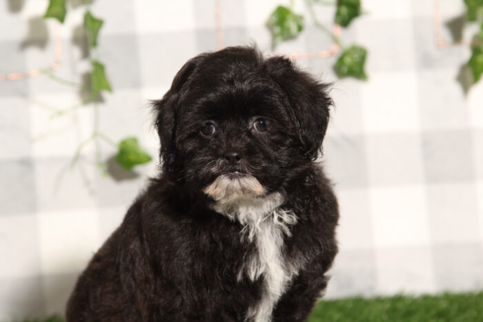 Rudy - Intelligent Female Shih-Poo Puppy - Image 2