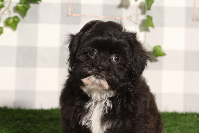 Rudy - Intelligent Female Shih-Poo Puppy