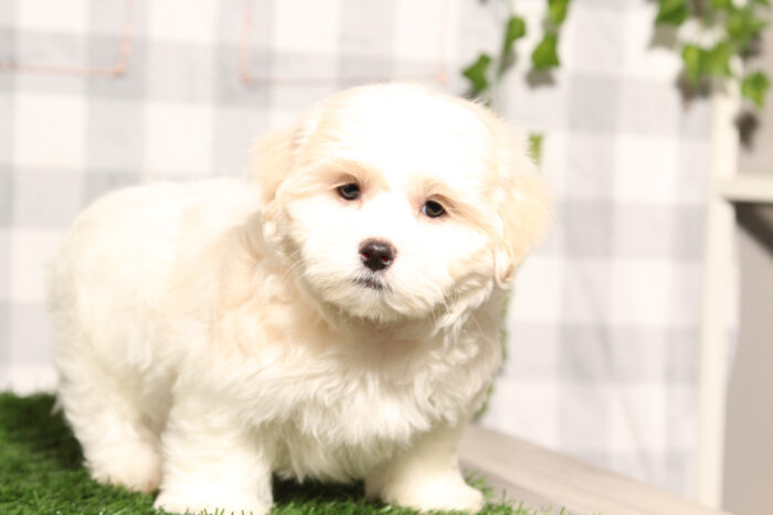 Sailor - ACA Male Shih-Tzu Puppy - Image 4