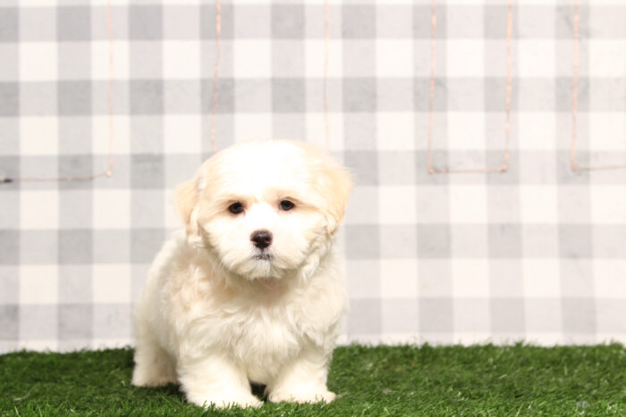 Sailor - ACA Male Shih-Tzu Puppy