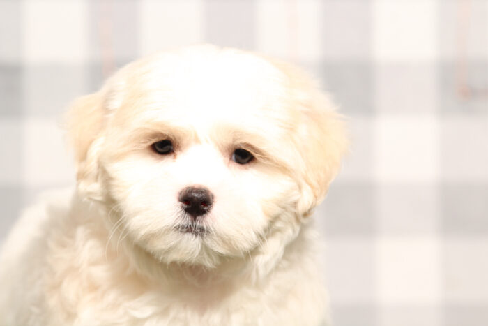Sailor - ACA Male Shih-Tzu Puppy - Image 2