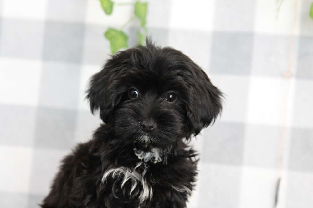 Salem - Black Male Yorkie-Poo Puppy - Image 2