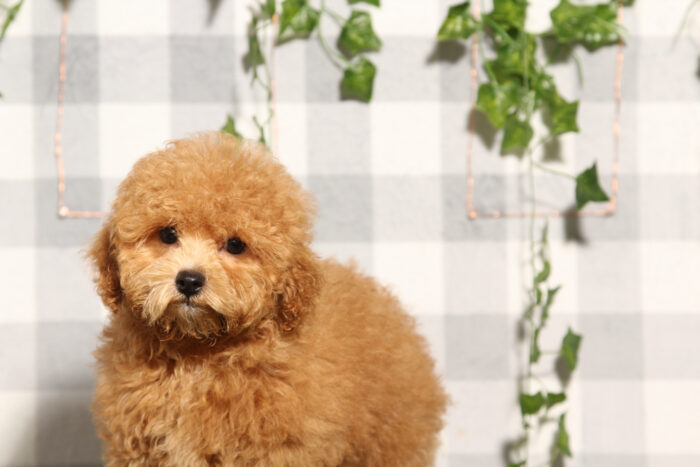 Sally - Red Female F1B Shih-Poo Puppy - Image 2