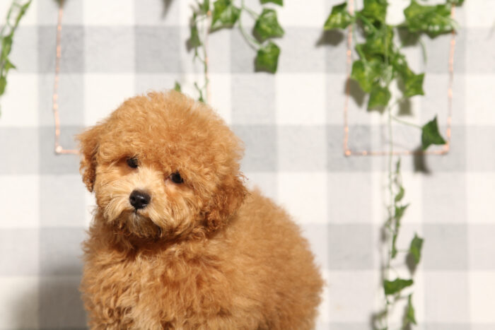 Sally - Red Female F1B Shih-Poo Puppy