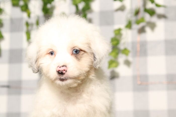 Sandy - White/Merle Female Aussiedoodle Puppy - Image 2