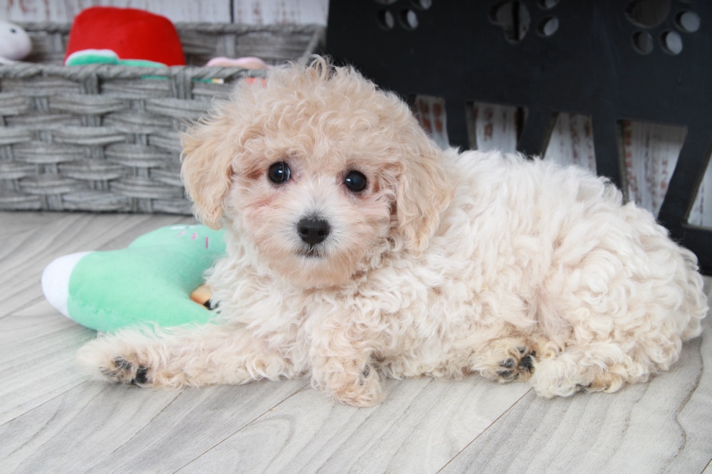 Toy Poodle Puppies For In Georgia