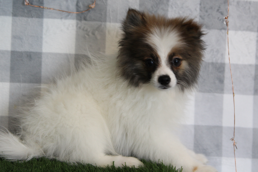 Shane - Brown/White Male Pomeranian Puppy - Image 3