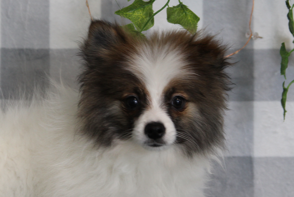 Shane - Brown/White Male Pomeranian Puppy - Image 2