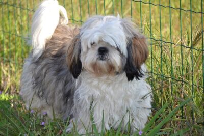 How Long Do A Shih Tzu Live