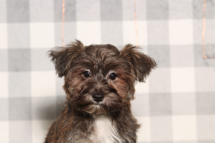 Shauna-Brindle Female Yochon Puppy - Image 3