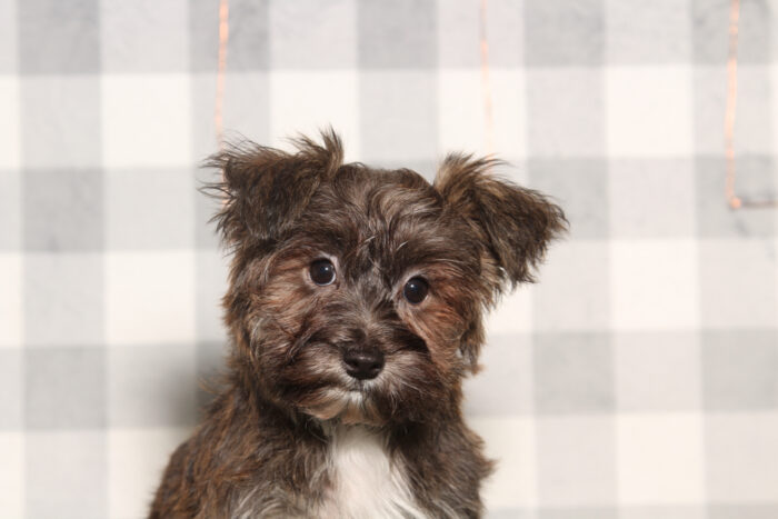 Shauna-Brindle Female Yochon Puppy - Image 2