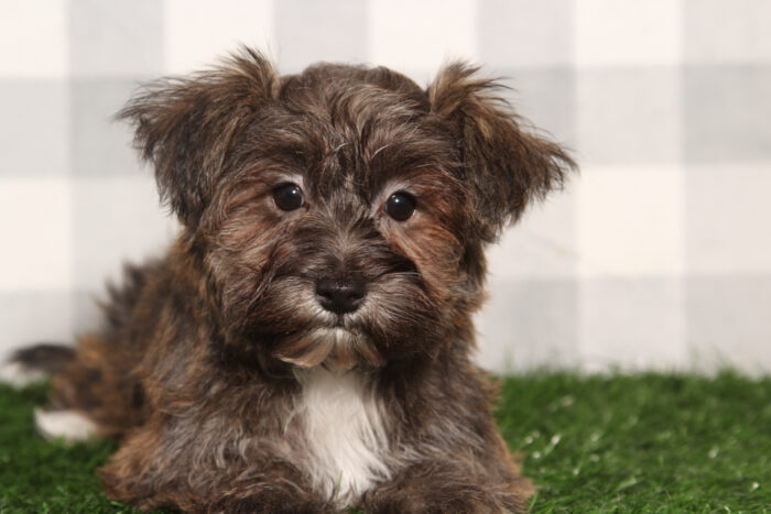 Shauna-Brindle Female Yochon Puppy