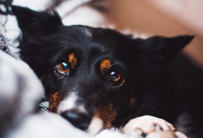 Closeup photo of a dog