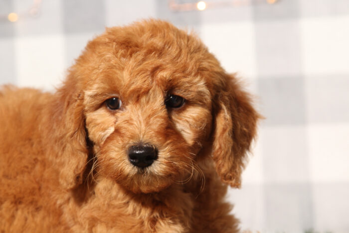 Sky - Red Female F1B Mini Goldendoodle Puppy