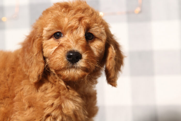 Sky - Red Female F1B Mini Goldendoodle Puppy - Image 3