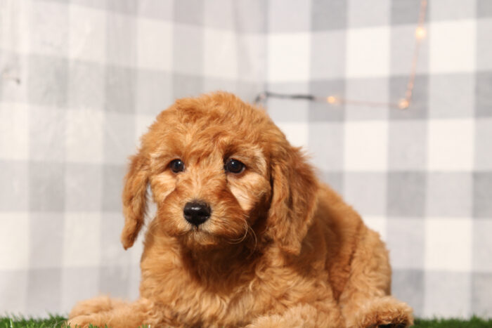 Sky - Red Female F1B Mini Goldendoodle Puppy - Image 2