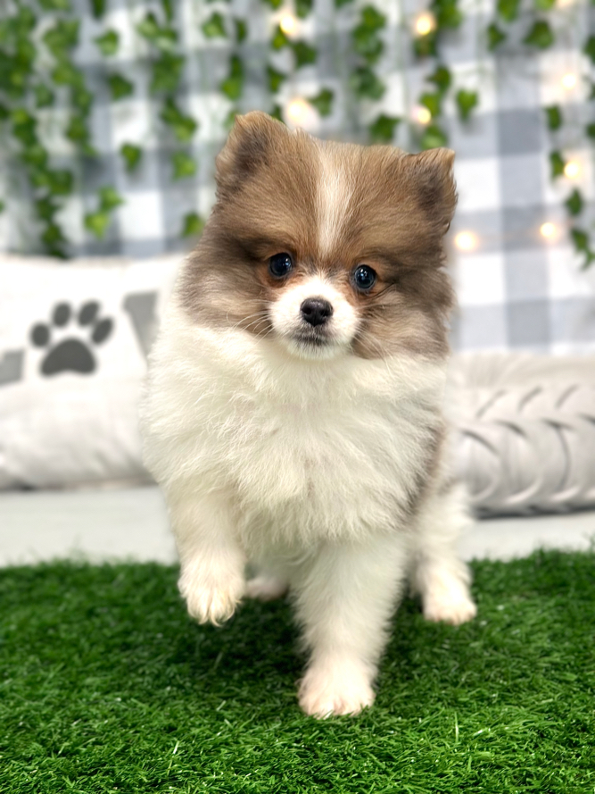 Skye - Pretty- Female Pomeranian Puppy - Image 2