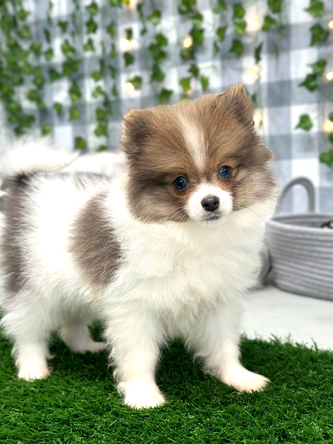 Skye - Pretty- Female Pomeranian Puppy - Image 3