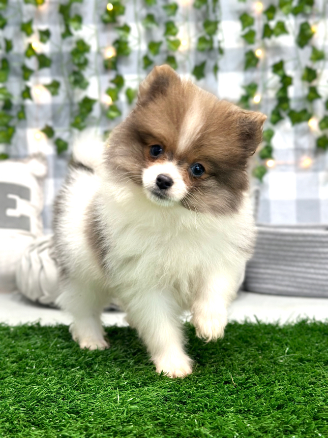 Skye - Pretty- Female Pomeranian Puppy