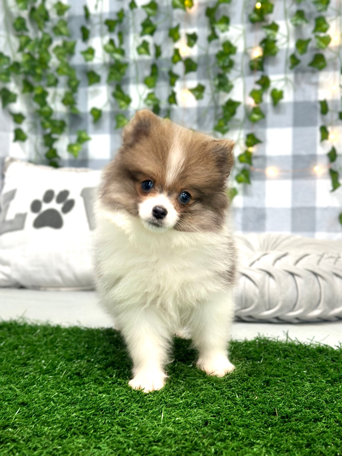 Skye - Pretty- Female Pomeranian Puppy - Image 6