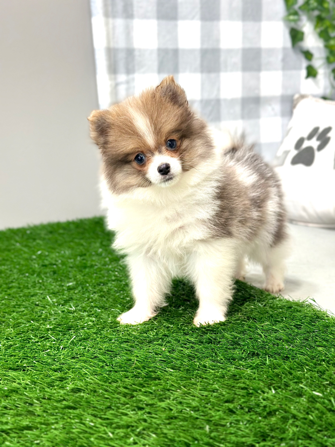Skye - Pretty- Female Pomeranian Puppy - Image 5