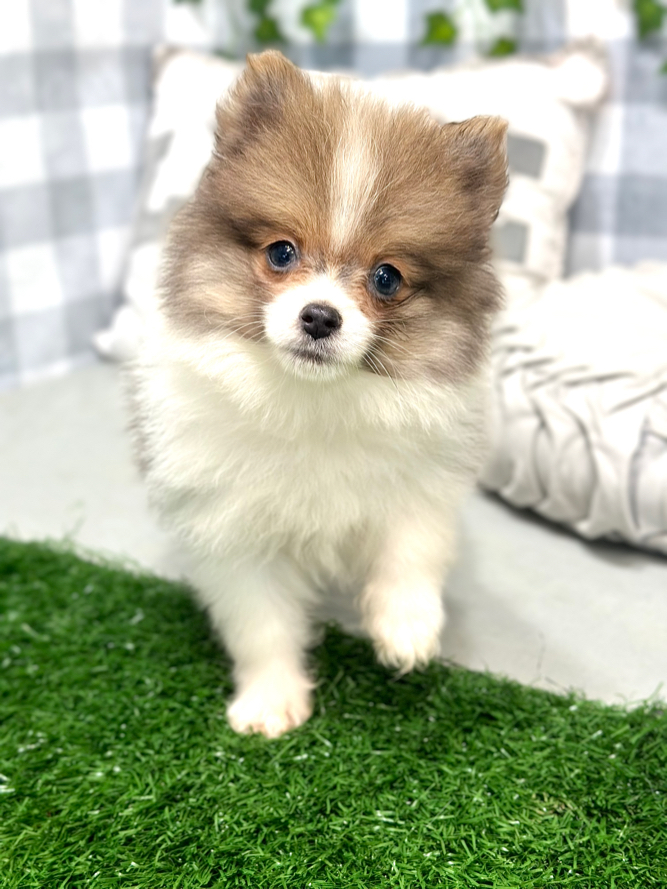 Skye - Pretty- Female Pomeranian Puppy - Image 4