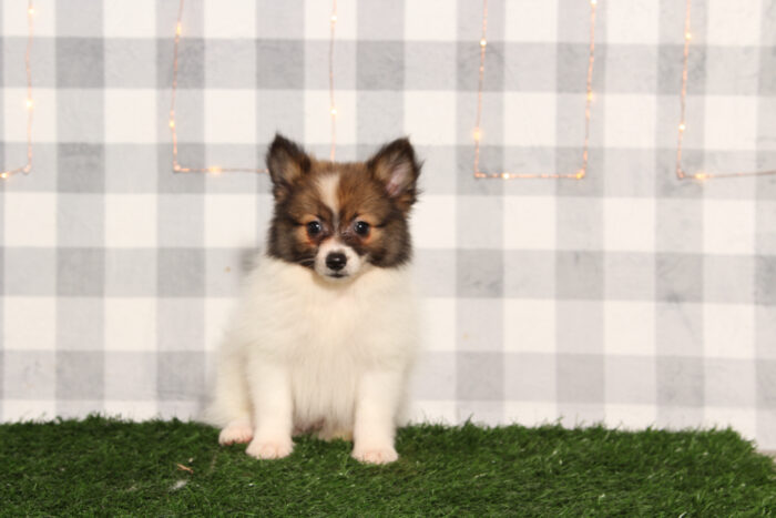 Snapper - Tan/White ACA Male Pomeranian Puppy - Image 3