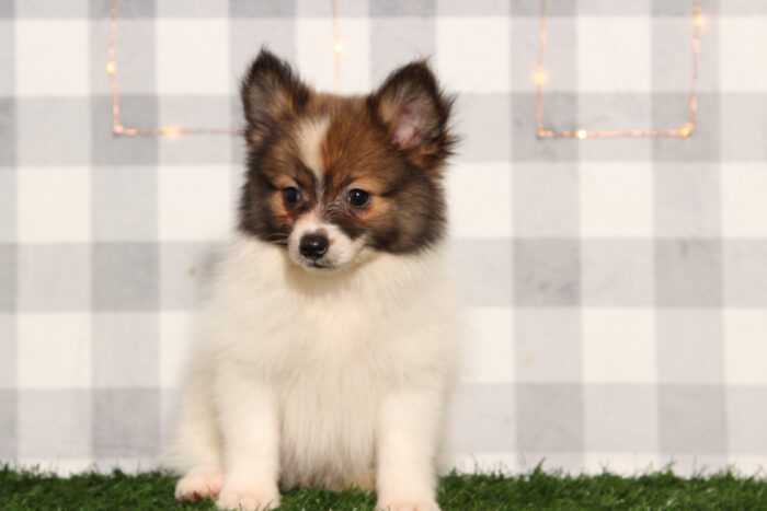 Snapper - Tan/White ACA Male Pomeranian Puppy - Image 2
