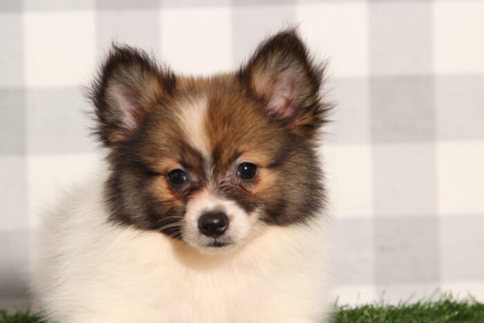 Snapper - Tan/White ACA Male Pomeranian Puppy