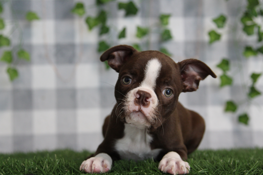 Solis - Red AKC Male Boston Terrier Puppy - Image 2