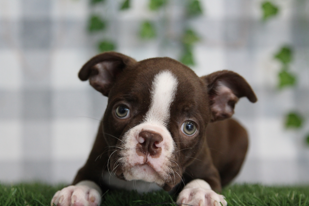 Solis - Red AKC Male Boston Terrier Puppy