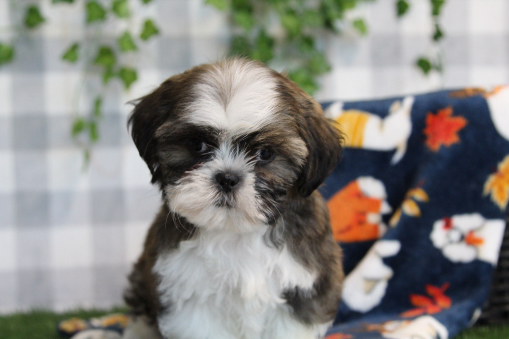 Spencer - ACA Chocolate/White Male Shih Tzu Puppy - Image 4