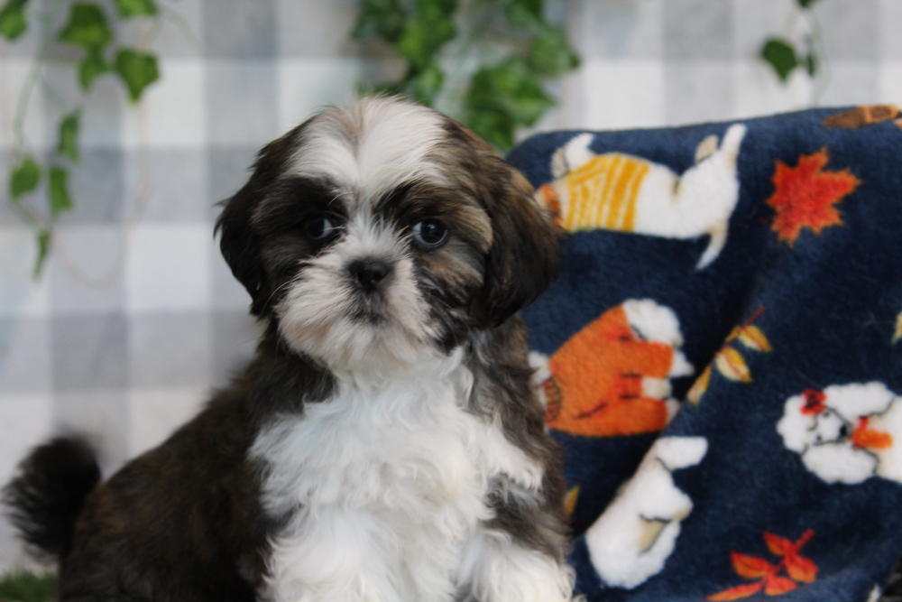 Spencer - ACA Chocolate/White Male Shih Tzu Puppy - Image 3
