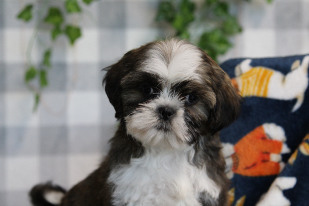 Spencer - ACA Chocolate/White Male Shih Tzu Puppy