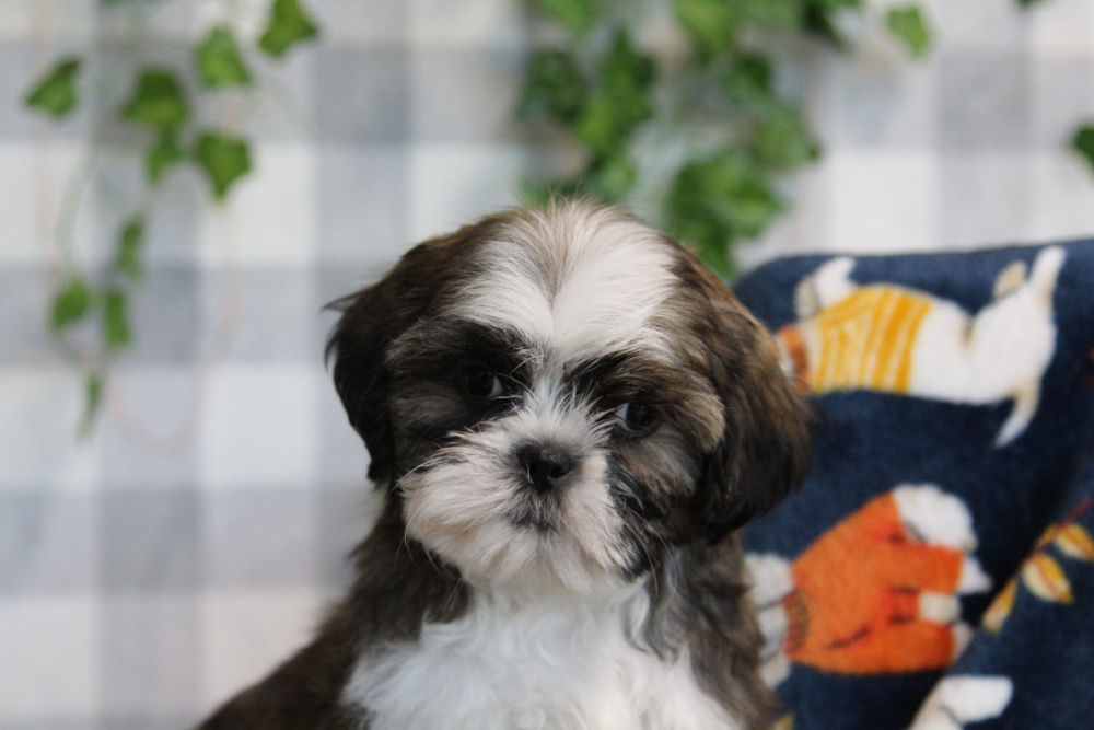 Spencer - ACA Chocolate/White Male Shih Tzu Puppy - Image 2