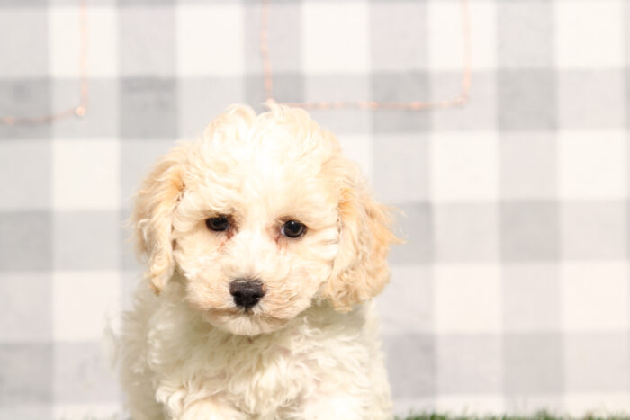 Splash - Cream/White Poochon Male Puppy - Image 3