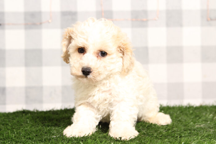 Splash - Cream/White Poochon Male Puppy